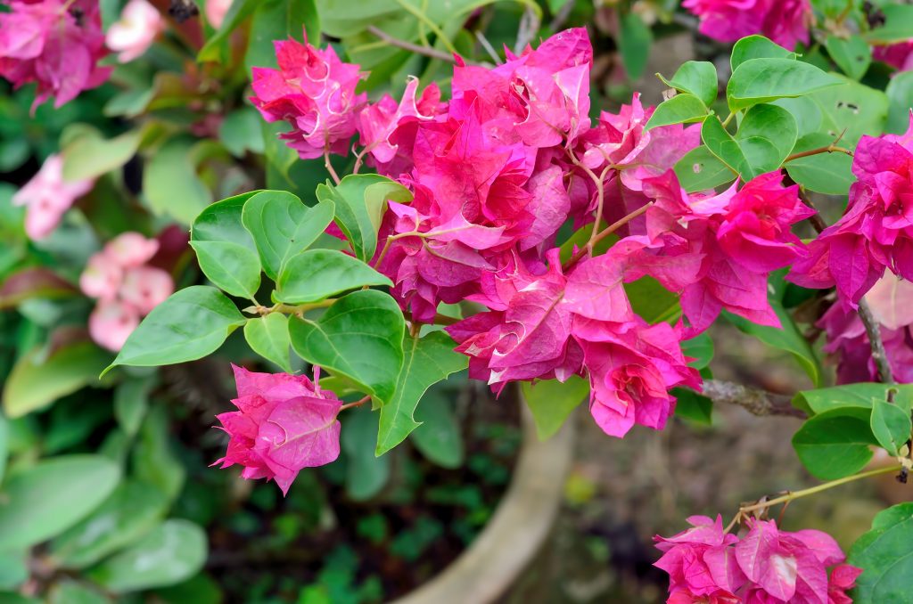 5 Desert Landscaping Shrubs And Bushes